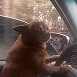Dog, Window, Carnivore, Dog breed, Automotive Mirror, Fawn, Vehicle, Rear-view Mirror, Companion dog, Tints And Shades, Snout, Vehicle Door, Windscreen Wiper, Automotive Exterior, Windshield, Door, Personal Luxury Car, Whiskers, Automotive Window Part, Auto Part