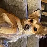 Dog, Dog breed, Carnivore, Whiskers, Companion dog, Fawn, Ear, Comfort, Snout, Toy Dog, Canidae, Furry friends, Terrestrial Animal, Dog Supply, Working Animal, Paw, Corgi-chihuahua, Non-sporting Group