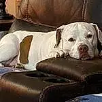 Dog, Dog breed, Carnivore, Comfort, Collar, Companion dog, Fawn, Couch, Snout, Working Animal, Dog Collar, Canidae, Pet Supply, Dog Supply, Living Room, Club Chair, Dogo Argentino, Guard Dog, Non-sporting Group