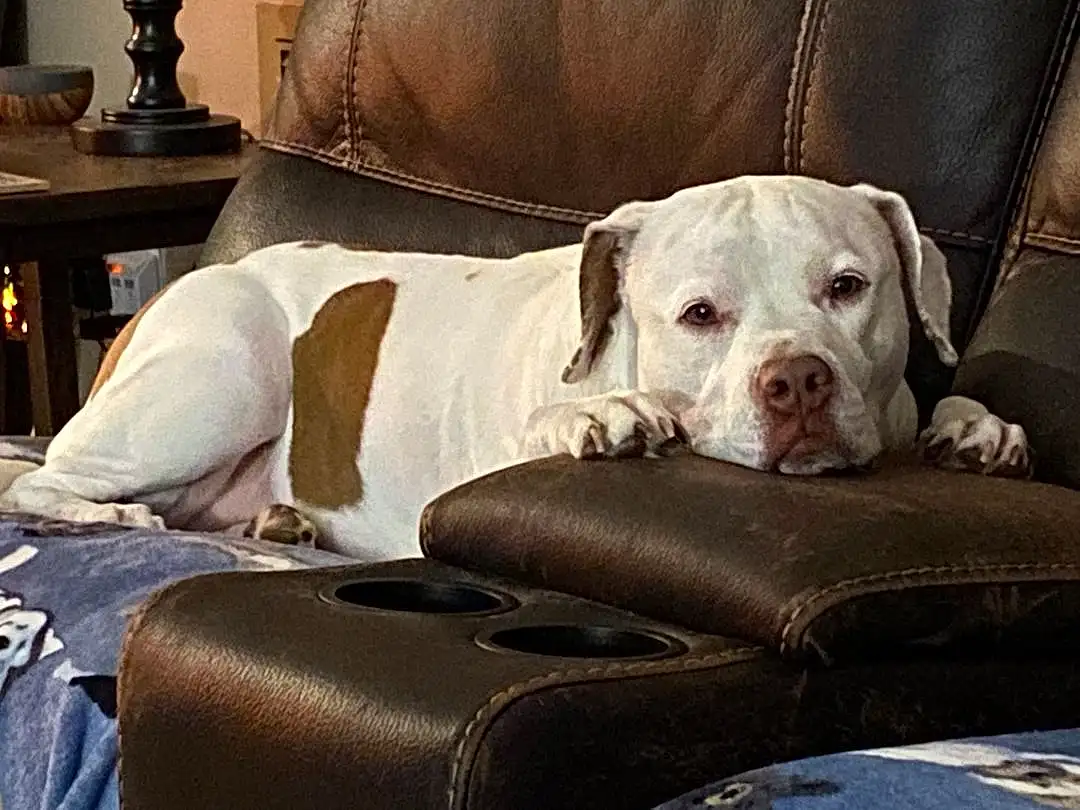 Dog, Dog breed, Carnivore, Comfort, Collar, Companion dog, Fawn, Couch, Snout, Working Animal, Dog Collar, Canidae, Pet Supply, Dog Supply, Living Room, Club Chair, Dogo Argentino, Guard Dog, Non-sporting Group