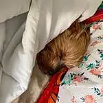 Hair, Comfort, Human Body, Textile, Sleeve, Gesture, Finger, Linens, Bedding, Bed Sheet, Bed, Human Leg, Bedroom, Child, Bedtime, Baby, Pillow, Toddler, Brown Hair, Furry friends