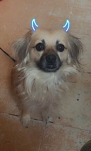 Name Chihuahua Dog Star
