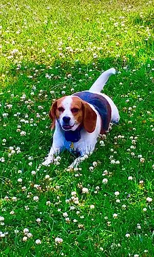 Name Beagle Dog Ally