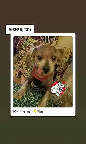 Name Chinese Crested Dog Flash