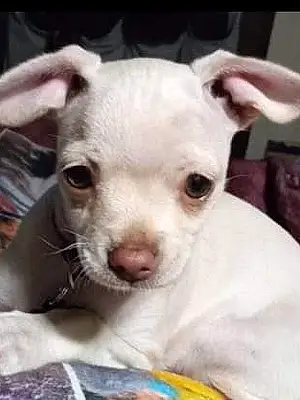 Name Chihuahua Dog Shilo