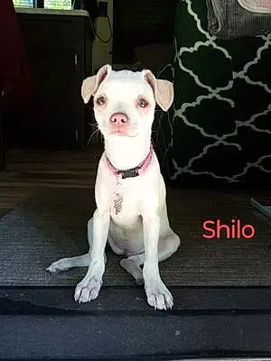Name Dog Shilo