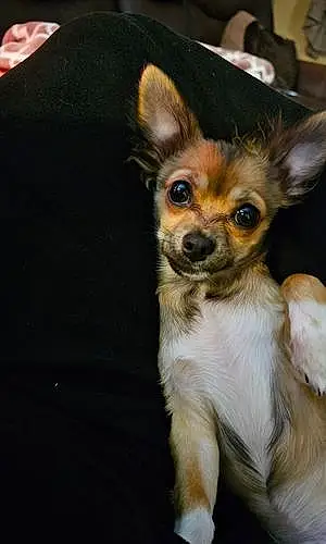 Name Chihuahua Dog Winston