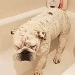 Dog, Carnivore, Jaw, Felidae, Comfort, Fawn, Terrestrial Animal, Working Animal, Dog breed, Snout, Companion dog, Bathing, Wrinkle, Foot, Toy Dog, Furry friends, Canidae, Toy, Tail