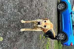 Name Labrador Retriever Dog Arlo