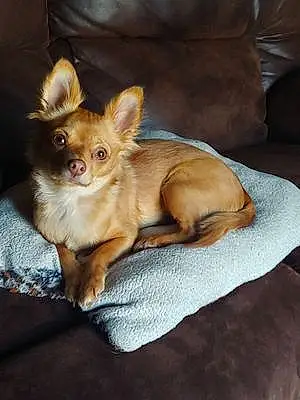 Chihuahua Dog Mocha