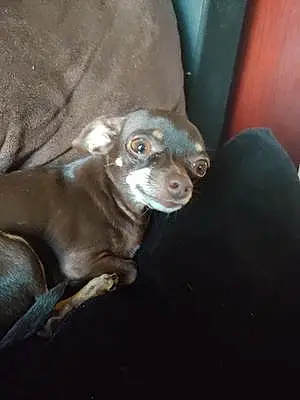 Chihuahua Dog Gidget