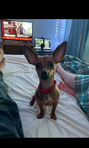 Name Chihuahua Dog Arya