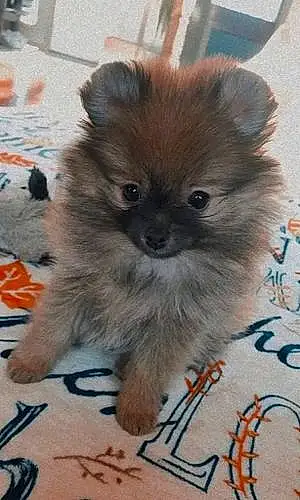 Pomeranian Dog Mocha