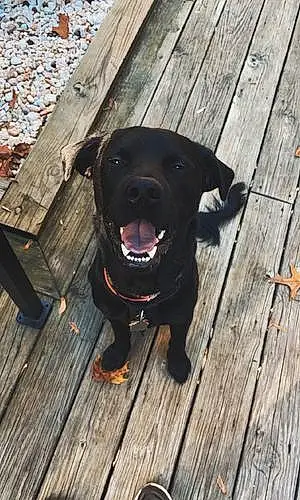 Name Labrador Retriever Dog Beau