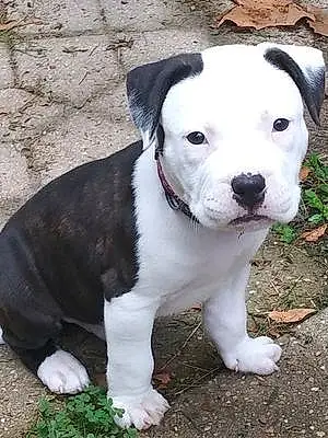 Name American Staffordshire Terrier Dog Marley