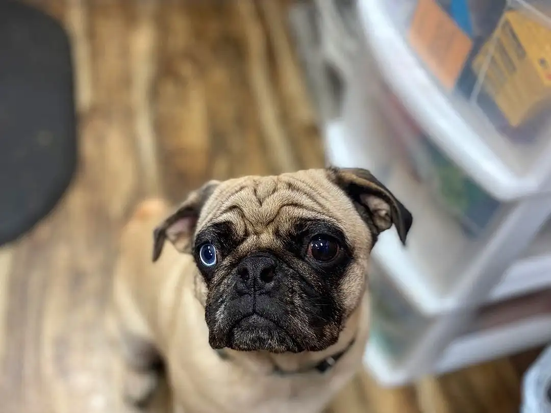Pug, Dog, Dog breed, Carnivore, Wood, Companion dog, Fawn, Whiskers, Wrinkle, Snout, Toy Dog, Hardwood, Canidae, Furry friends, Terrestrial Animal, Non-sporting Group, Working Dog, Puppy