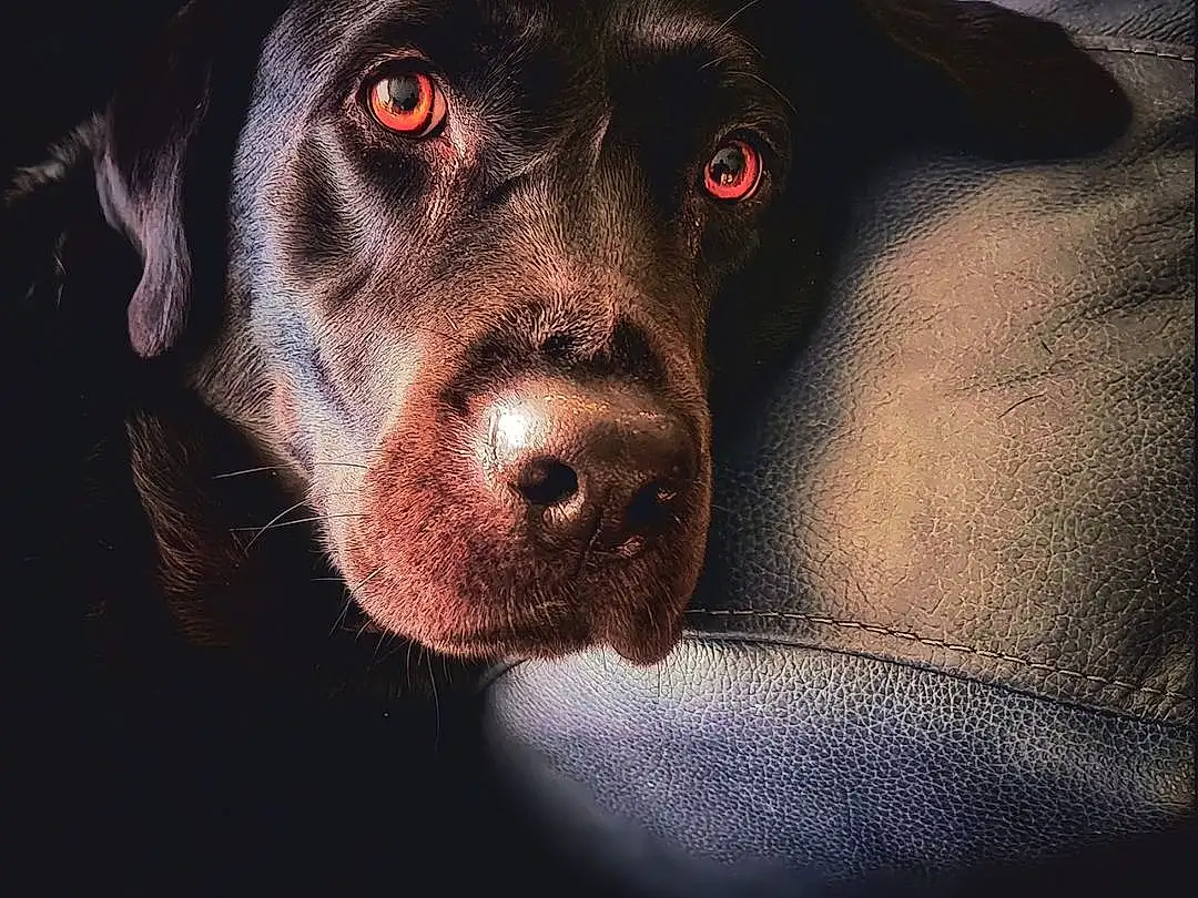 Dog, Carnivore, Dog breed, Whiskers, Working Animal, Companion dog, Liver, Snout, Terrestrial Animal, Borador, Furry friends, Darkness, Canidae, Flash Photography, Photo Caption, Labrador Retriever, Hunting Dog
