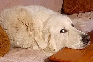 Great Pyrenees Dog Polly Anna