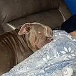 Dog, Comfort, Dog breed, Carnivore, Fawn, Companion dog, Liver, Wrinkle, Snout, Working Animal, Linens, Terrestrial Animal, Whiskers, Canidae, Toy Dog, Couch, Non-sporting Group, Nap, Sleep