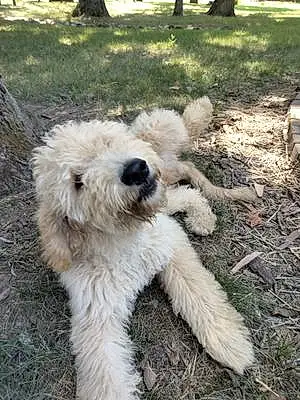 Name Goldendoodle Dog Reggie