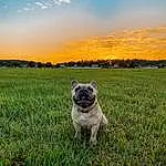 Sky, Cloud, Dog, Plant, Dog breed, Carnivore, Tree, Sunlight, Grass, People In Nature, Companion dog, Fawn, Happy, Grassland, Pug, Working Animal, Natural Landscape, Snout, Landscape, Meadow