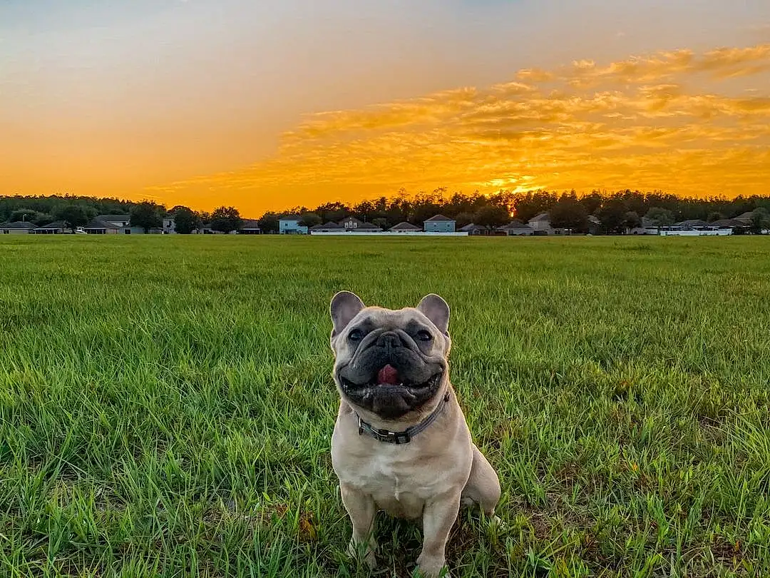 Sky, Cloud, Dog, Plant, Dog breed, Carnivore, Tree, Sunlight, Grass, People In Nature, Companion dog, Fawn, Happy, Grassland, Pug, Working Animal, Natural Landscape, Snout, Landscape, Meadow