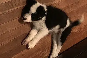 Name Australian Shepherd Dog Nacho