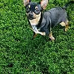 Dog, Dog breed, Carnivore, Plant, Grass, Companion dog, Fawn, Chihuahua, Toy Dog, Working Animal, Whiskers, Groundcover, Snout, Russkiy Toy, Canidae, Terrestrial Animal, Art, Corgi-chihuahua, Tail