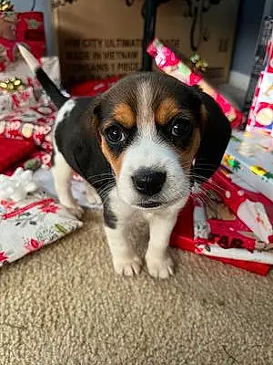 Firstname Beagle Dog Duke