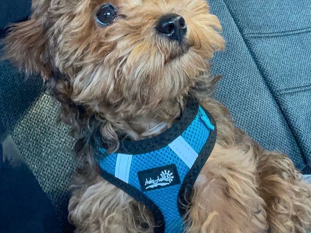 Dog, Dog breed, Carnivore, Dog Supply, Companion dog, Collar, Toy Dog, Snout, Dog Collar, Firefighter, Terrier, Working Animal, Small Terrier, Electric Blue, Canidae, Water Dog, Furry friends, Shih-poo, Maltepoo, Yorkipoo