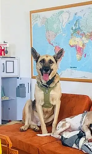 Name German Shepherd Dog Bowie