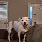 Dog, Dog breed, Carnivore, Window, Grey, Collar, Companion dog, Fawn, Working Animal, Window Blind, Tail, Snout, Pet Supply, Wood, Couch, Bull Terrier, Comfort, Door