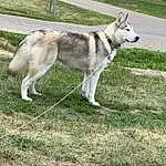 Dog, Dog breed, Plant, Carnivore, Tree, Grass, Collar, Pet Supply, Companion dog, Tail, Terrestrial Animal, Canidae, Working Dog, Siberian Husky, Working Animal, Fence, Sulimov Dog, Non-sporting Group
