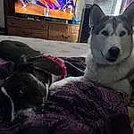 Dog, Comfort, Carnivore, Dog breed, Television, Grey, Companion dog, Couch, Snout, Canidae, Whiskers, Working Animal, Furry friends, Wolf, Sitting, Sled Dog, Picture Frame, Siberian Husky, Herding Dog
