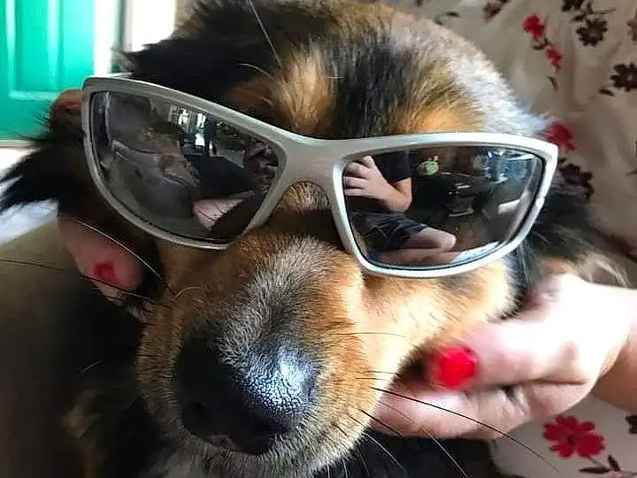 Glasses, Vision Care, Goggles, Dog, Sunglasses, Dog breed, Carnivore, Ear, Collar, Eyewear, Whiskers, Companion dog, Fawn, Dog Collar, Personal Protective Equipment, Snout, Selfie, Fun, Working Animal