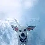 Dog, Dog breed, Sky, Carnivore, Snow, Freezing, Snout, Companion dog, Canidae, Ice Cap, Wind, Winter, Cloud, Cumulus, Glacial Landform, Polar Ice Cap, Arctic, Non-sporting Group