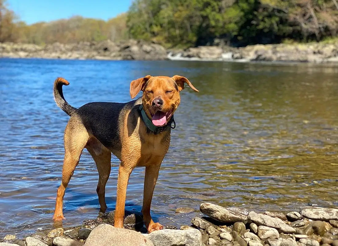 Water, Dog, Water Resources, Carnivore, Lake, Body Of Water, Collar, Working Animal, Plant, Fawn, Sky, Dog breed, Dog Collar, Tail, Landscape, Companion dog, Reservoir, Tree, Lake District
