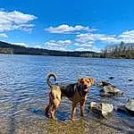 Water, Cloud, Sky, Dog, Carnivore, Dog breed, Lake, Beach, Fawn, Horizon, Plant, Wood, Landscape, Collar, Shore, Tree, Canidae, Reservoir