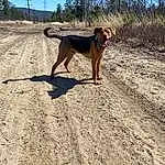 Dog, Plant, Carnivore, Dog breed, Tree, Sky, Fawn, Landscape, Sand, Tail, Collar, Soil, Canidae, Road Surface, Recreation, Shadow, Leash, Adventure, Walking