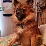 Dog, Dog breed, Carnivore, Liver, Whiskers, Companion dog, Fawn, Working Animal, Snout, Dog Supply, Canidae, Terrestrial Animal, Furry friends, Polka Dot, Toy Dog, German Spitz, Spitz, Non-sporting Group, Puppy