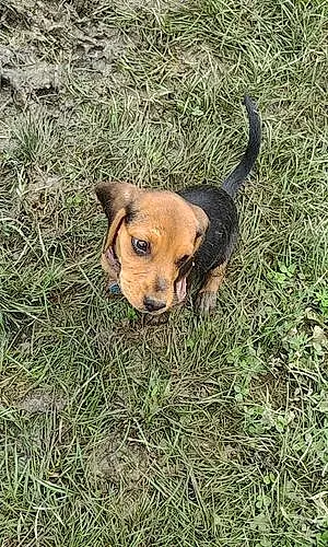 Name Beagle Dog Penny
