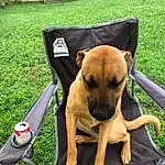 Dog, Carnivore, Collar, Pet Supply, Dog Supply, Grass, Dog breed, Fawn, Companion dog, Working Animal, Chair, Dog Collar, Plant, Canidae, Outdoor Furniture, Working Dog, Bicycle Handlebar, Tool, Toy Dog