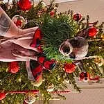 Christmas Tree, Christmas Ornament, Holiday Ornament, Branch, Christmas Decoration, Ornament, Tree, Twig, Evergreen, Event, Christmas, Holiday, Tradition, Conifer, Christmas Eve, Interior Design, Decoration, Flower Arranging, Plant, Floral Design