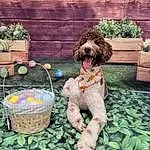Plant, Dog, Water Dog, Fawn, Carnivore, Grass, Flowerpot, Dog breed, Companion dog, Toy, Poodle, Lawn Ornament, Houseplant, Garden, Toy Dog, Terrier, Dog Supply, Basket, Yard