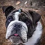 Dog, Bulldog, Carnivore, Dog breed, Working Animal, Plant, Companion dog, Fawn, Collar, Wrinkle, Whiskers, Snout, Close-up, Grass, Canidae, Dog Collar, Terrestrial Animal, Working Dog, Boxer
