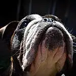 Dog, Bulldog, Carnivore, Companion dog, Dog breed, Wrinkle, Terrestrial Animal, Whiskers, Close-up, Working Animal, Canidae, Working Dog, Non-sporting Group, Macro Photography, Ancient Dog Breeds