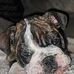 Dog, Dog breed, Carnivore, Fawn, Whiskers, Companion dog, Snout, Terrestrial Animal, Close-up, Bored, Canidae, Furry friends, Wrinkle, Bulldog, Non-sporting Group, Working Dog, Old English Bulldog