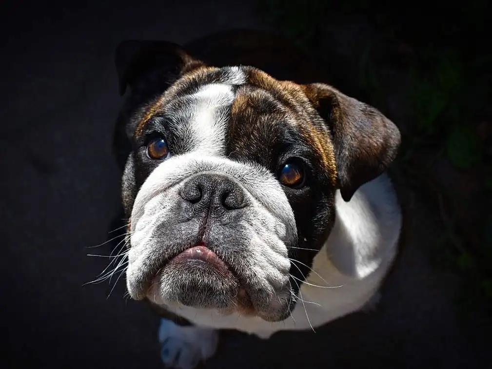 Bulldog, Dog, Carnivore, Dog breed, Fawn, Companion dog, Whiskers, Terrestrial Animal, Wrinkle, Snout, Grass, French Bulldog, Canidae, Boxer, Working Dog, Molosser, Working Animal, White English Bulldog, Puppy