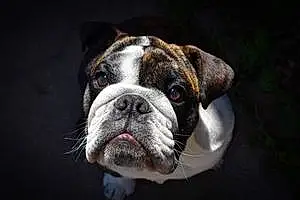 Bulldog Dog Leia