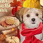 Dog, Pumpkin, Carnivore, Orange, Dog Clothes, Dog breed, Calabaza, Dog Supply, Plant, Winter Squash, Companion dog, Fawn, Toy Dog, Natural Foods, Snout, Vegetable, Gourd, Working Animal, Canidae